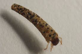 4 Larva chrostíka - Sericostoma personatum