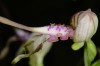 Střední Pojihlaví – vzácná orchidej Jazýček jaderský