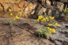 Chráněná taříce skalní na skalách nad řekou Jihlavou nedaleko obce Biskoupky
