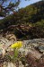 Chráněný křivatec český na skalách nad řekou Jihlavou nedaleko obce Biskoupky