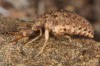 Dravá larva mravkolva Mohelenská hadcová step